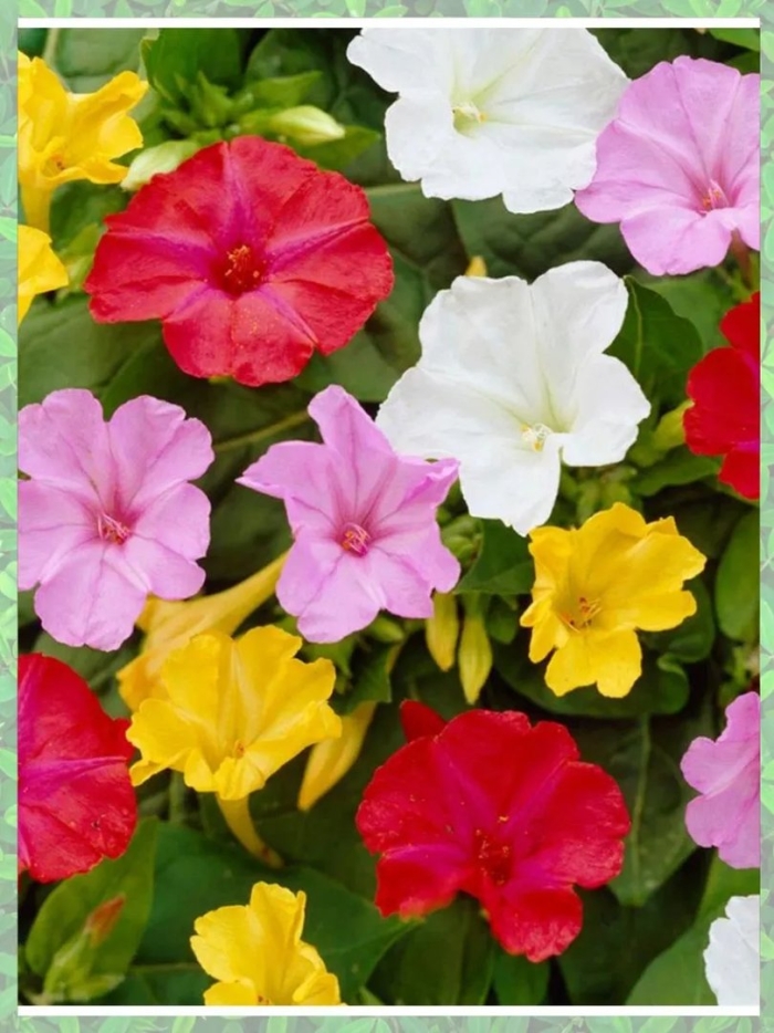 Мирабилис матис