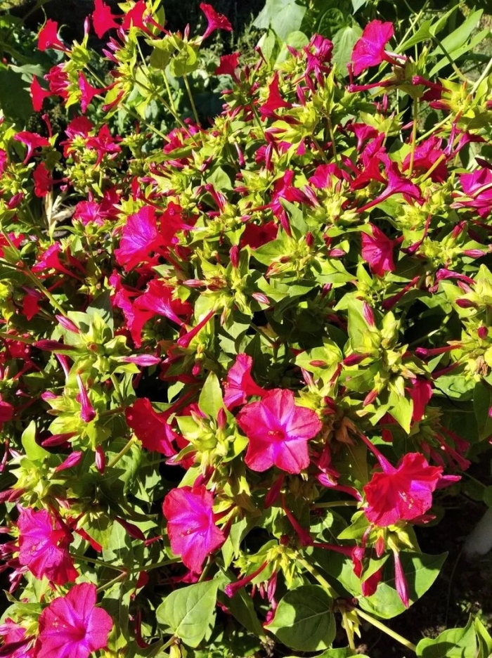 Мирабилис ночная красавица рассада