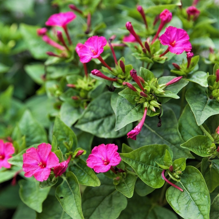 Mirabilis jalapa