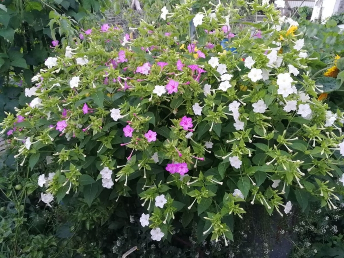 Мирабилис иоланта