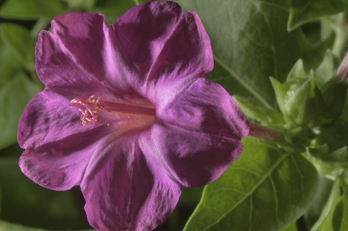 Цветок ночная красавица мирабилис