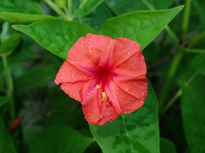 Мирабилис ялапа