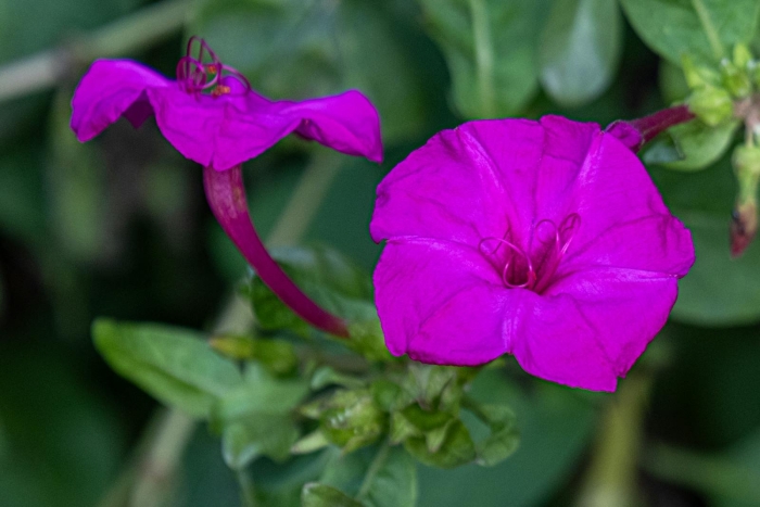 Ночная зорька цветок