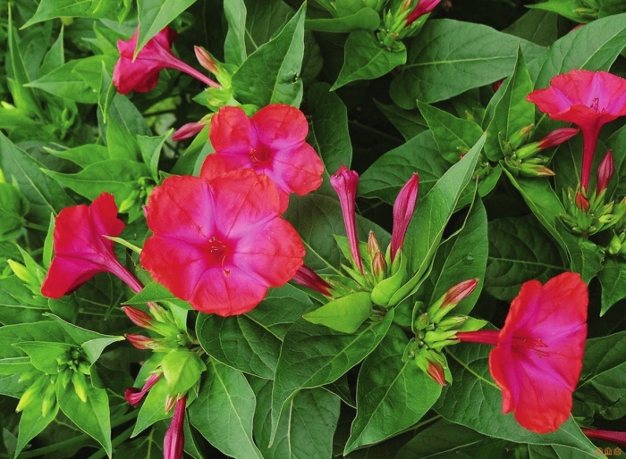 Мирабилис ночная красавица