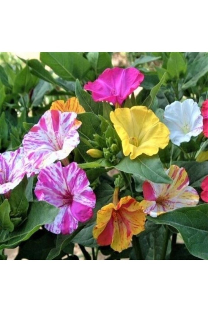 Мирабилис ялапа