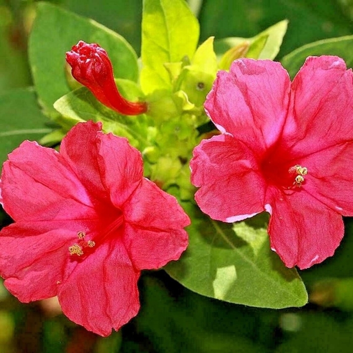 Цветок мирабилис