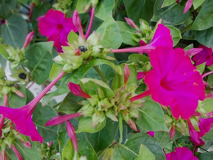 Мирабилис ялапа ночная красавица