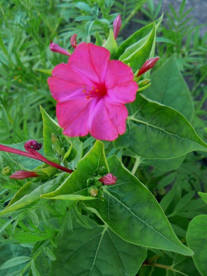 Mirabilis jalapa