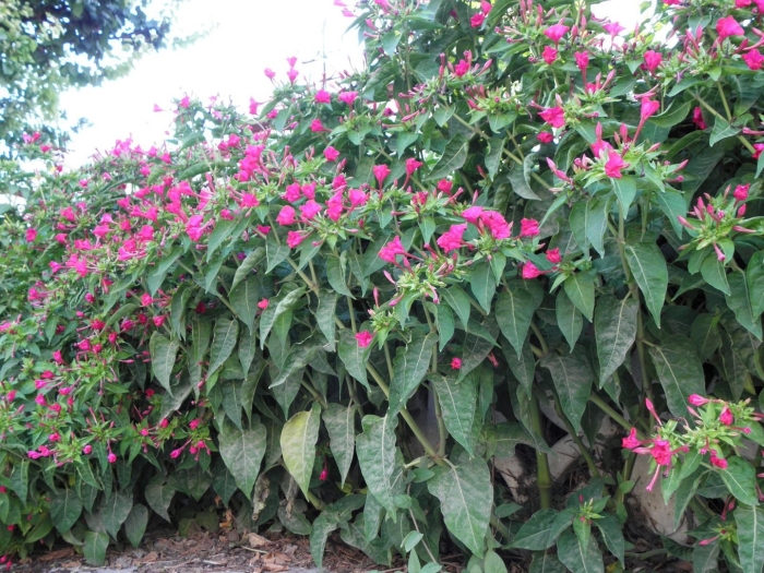 Мирабилис ялапа цветок