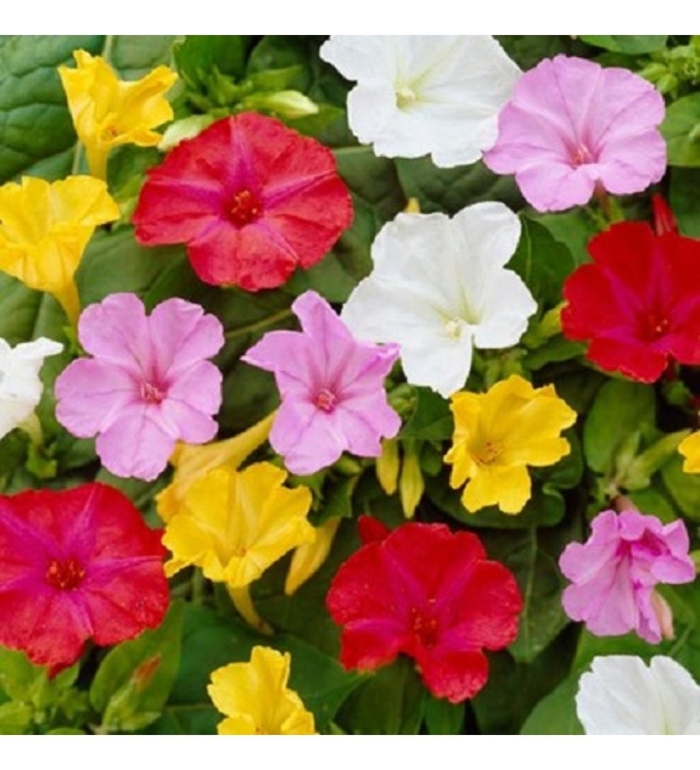 Мирабилис цветок