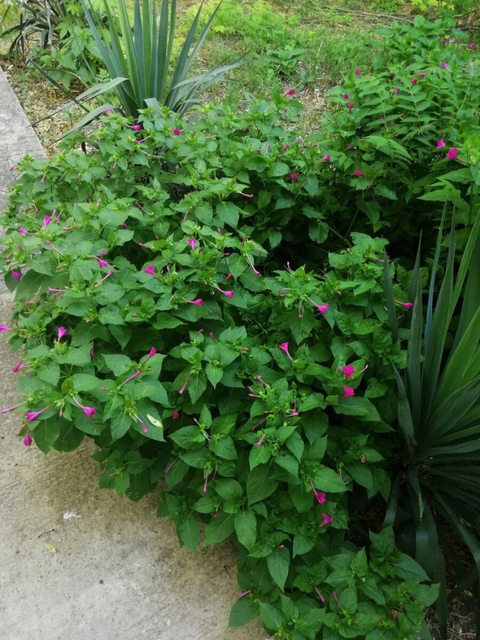 Мирабилис ялапа