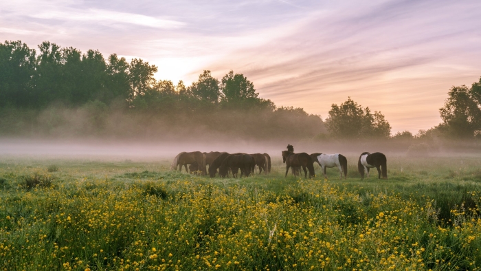 Лошади в поле
