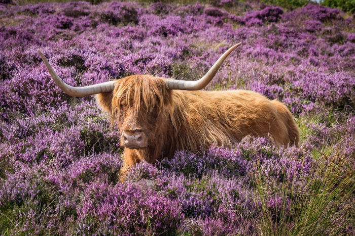 Highland cow