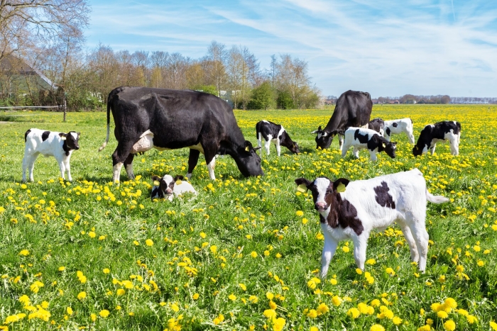 Cows grazing in a meadow