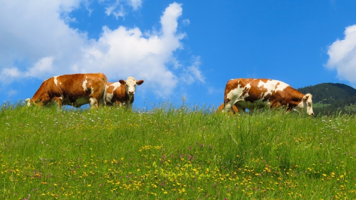 Луг с коровами