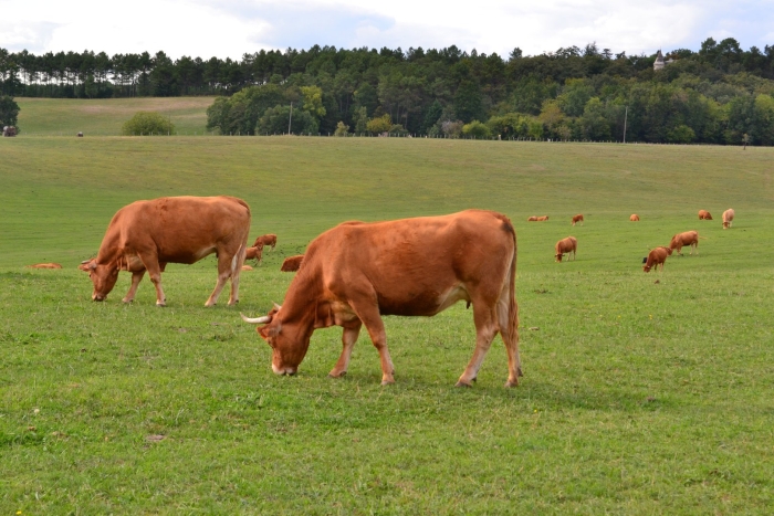 Cattle grazing