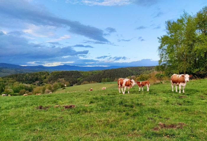 Луг с коровами