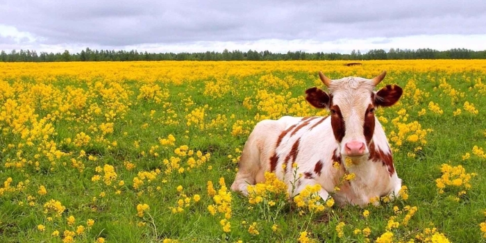 Корова в поле