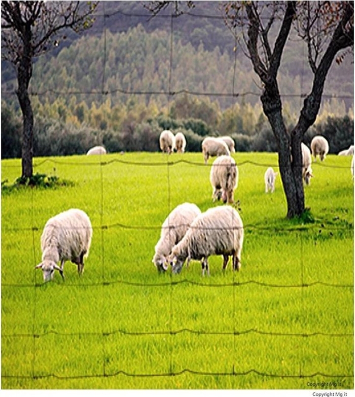 Овцы в поле