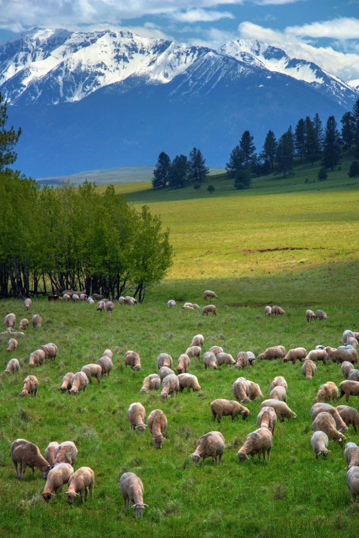 Овцеводство в новой зеландии