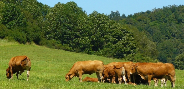 Limousin cattle