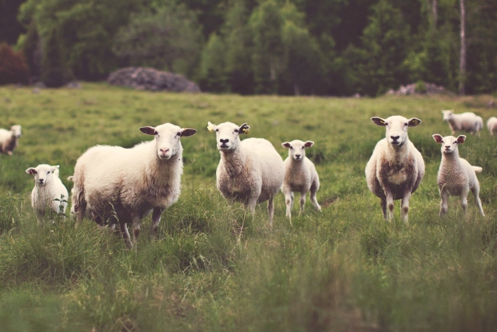 Пастбище овец