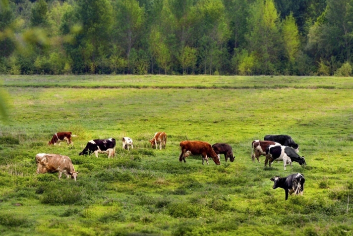 Пастбище коров