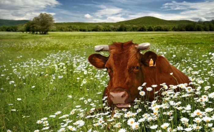 Корова в поле