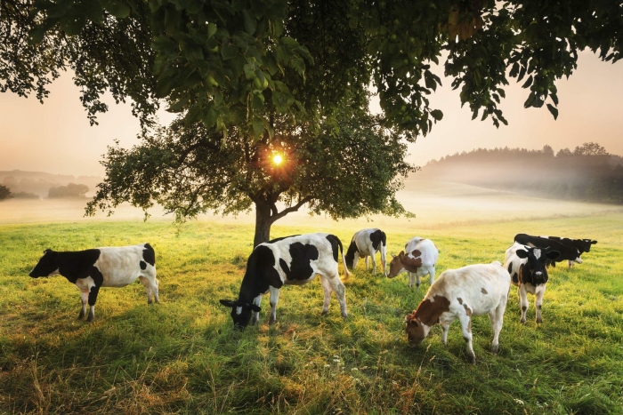 Поле с коровами