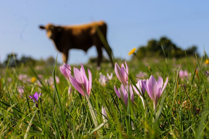 Colchicum autumnale