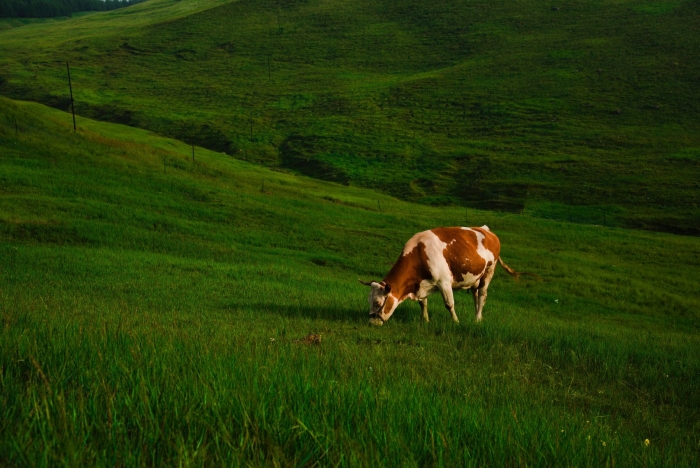 Телята пасутся на лугу