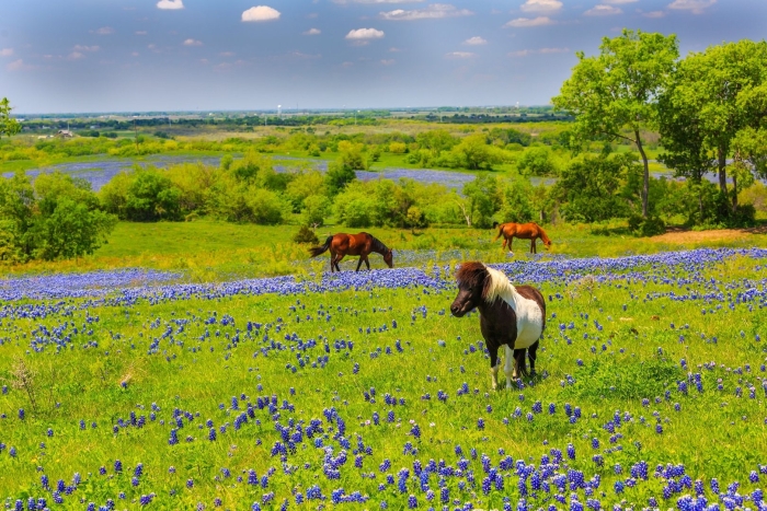 Texas bluebonnet