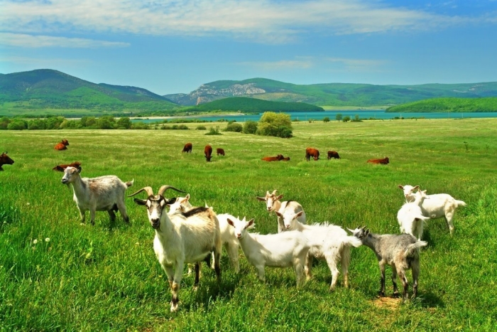 Перевыпас скота байдарская долина