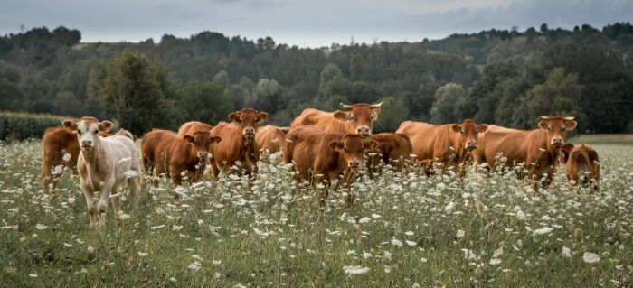 Стада коров