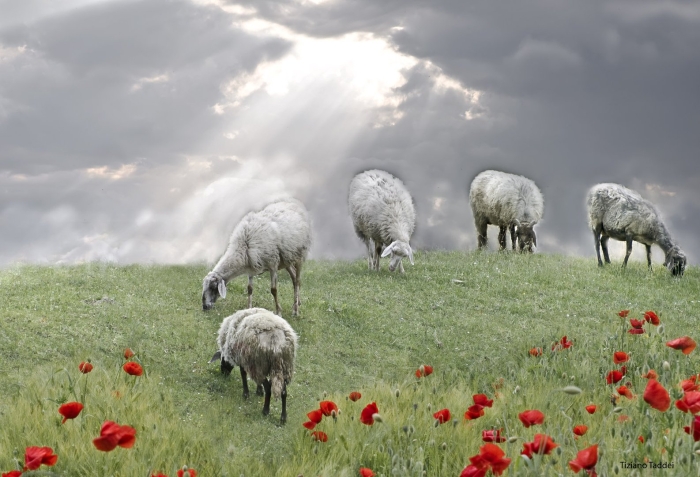 Овцы в поле