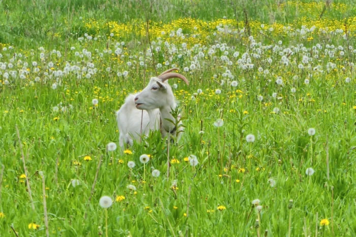 Козы на лугу