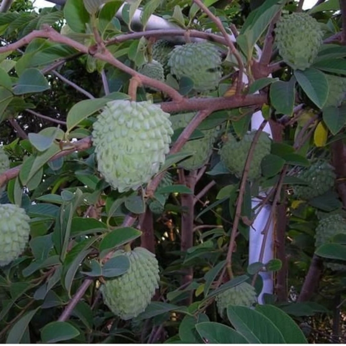 Сахарное яблоко черимойя