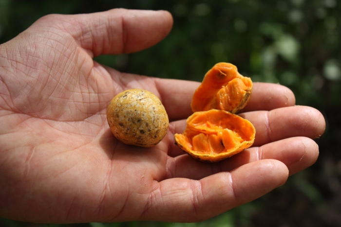 Экзотические фрукт