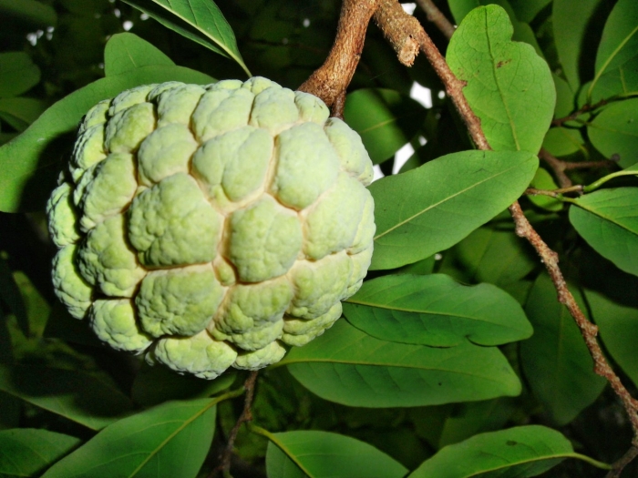 Фрукт черимойя