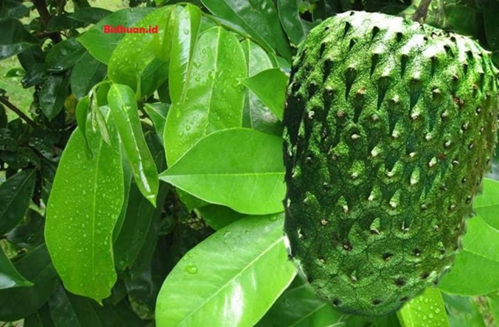 Фрукт гуанабана