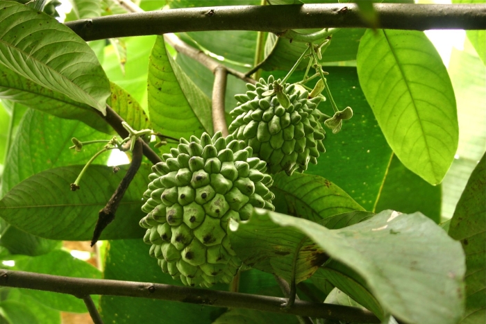 Аннона сахарное яблоко