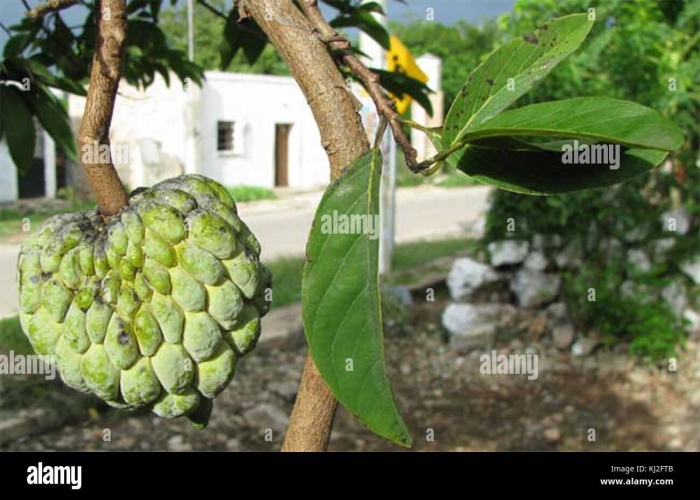 Сахарное яблоко дерево