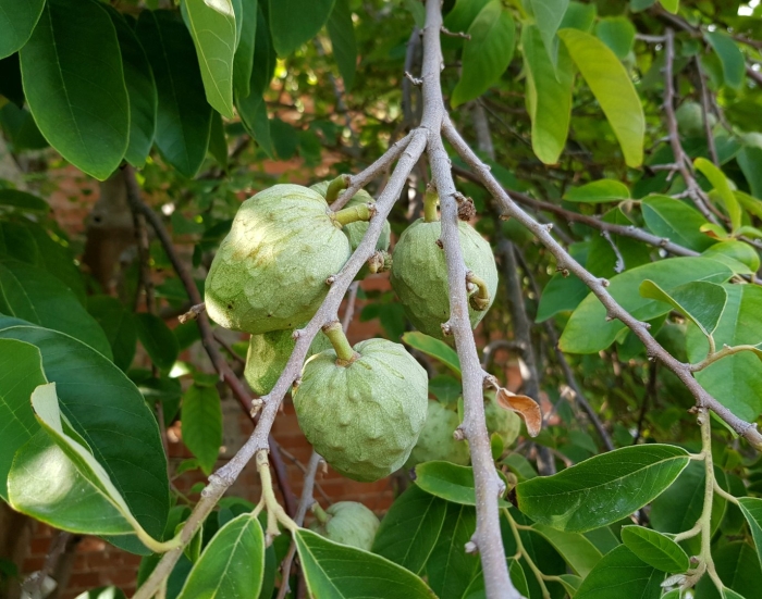 Annona cherimola