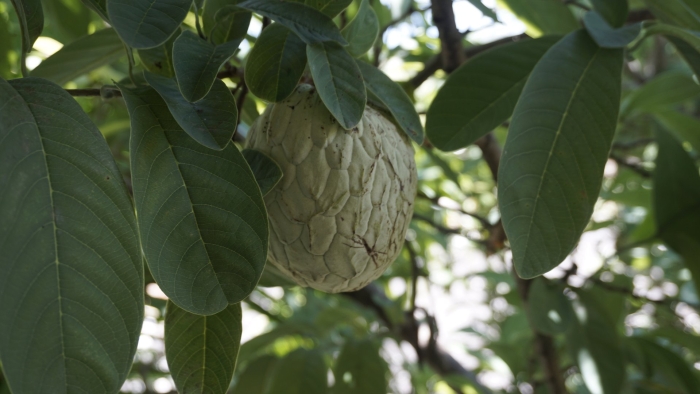 Annona reticulata