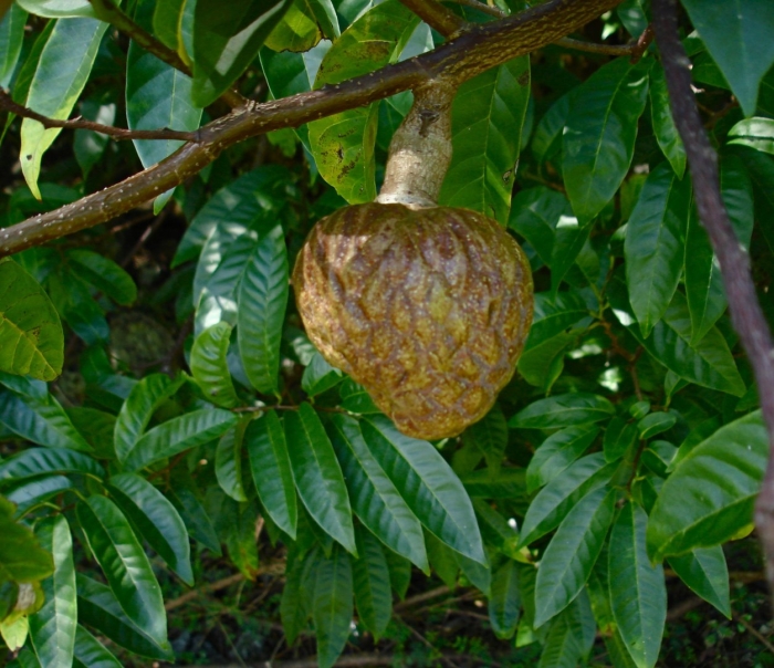 Annona reticulata
