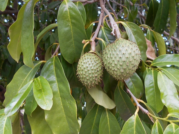 Аннона гуанабана