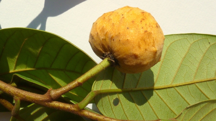 Аннона чешуйчатая