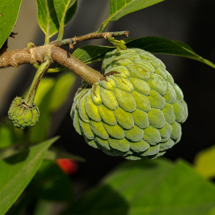 Аннона нойна