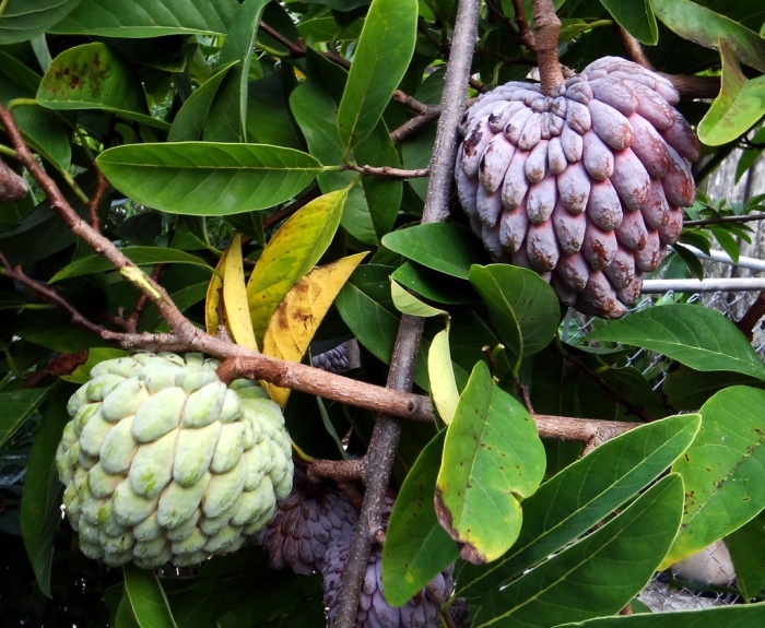 Аннона черимойя