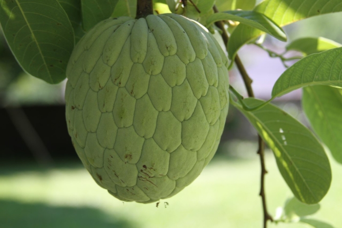 Аннона сахарное яблоко